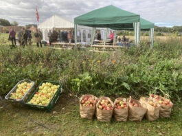 Kom med til Voldum Æblefestival 2025