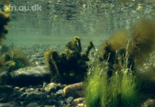 Foredrag: Havets kollaps og vejen tilbage