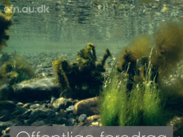 Foredrag: Havets kollaps og vejen tilbage