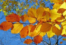 Efterårsferie i Favrskov: Masser af oplevelser for børn og familier foliage, leaves, autumn, leaf veins, autumn leaves, yellow leaves, autumn foliage, yellow foliage, fall leaves, fall foliage, autumn colors, fall colors, beech, fall, nature, autumn, autumn, autumn, autumn, autumn leaves, autumn leaves, fall leaves, beech, fall, fall, fall, fall, fall