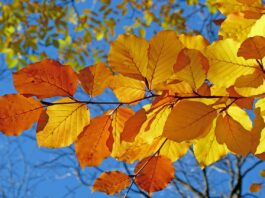Efterårsferie i Favrskov: Masser af oplevelser for børn og familier foliage, leaves, autumn, leaf veins, autumn leaves, yellow leaves, autumn foliage, yellow foliage, fall leaves, fall foliage, autumn colors, fall colors, beech, fall, nature, autumn, autumn, autumn, autumn, autumn leaves, autumn leaves, fall leaves, beech, fall, fall, fall, fall, fall