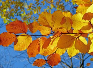 Efterårsferie i Favrskov: Masser af oplevelser for børn og familier foliage, leaves, autumn, leaf veins, autumn leaves, yellow leaves, autumn foliage, yellow foliage, fall leaves, fall foliage, autumn colors, fall colors, beech, fall, nature, autumn, autumn, autumn, autumn, autumn leaves, autumn leaves, fall leaves, beech, fall, fall, fall, fall, fall