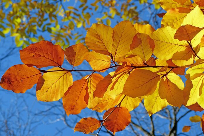 foliage, leaves, autumn, leaf veins, autumn leaves, yellow leaves, autumn foliage, yellow foliage, fall leaves, fall foliage, autumn colors, fall colors, beech, fall, nature, autumn, autumn, autumn, autumn, autumn leaves, autumn leaves, fall leaves, beech, fall, fall, fall, fall, fall