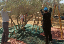 Aftentanker på FG: Observatør på Vestbredden