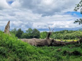 Sommer i Favrskov – Niels Ebbesens Eg i Norring