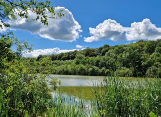 Sommer i Favrskov – Sølund Skov – i daglig tale kendt som Favrskoven